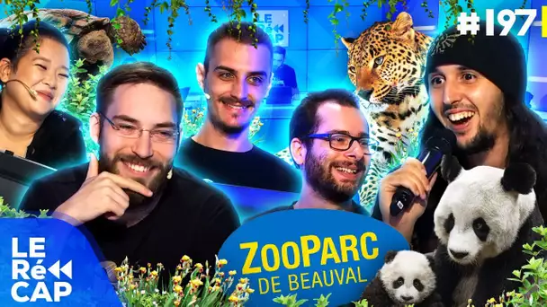 Jiraya raconte sa visite au ZooParc de Beauval 😻🐼 | Le RéCAP #197