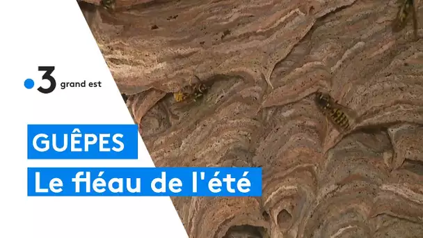 Guêpes : le fléau de l'été