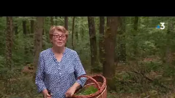 Tarn: Cueillette sauvage et gourmande dans la montagne noire