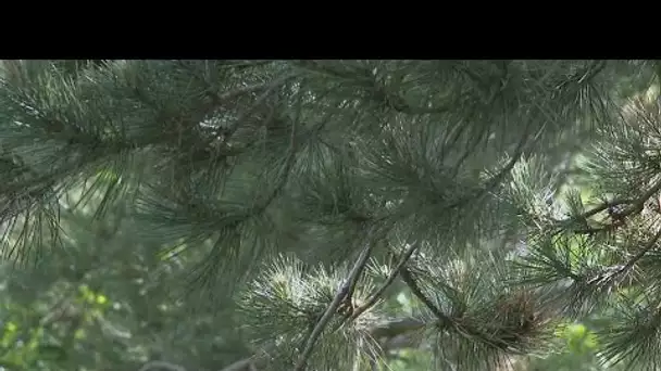 Feux de forêt : un risque émergent en Normandie ?