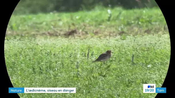 Les agriculteurs sensibilisés à la protection de l'oedicnème criard, un oiseau en danger