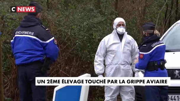 Grippe aviaire : un 2e élevage touché