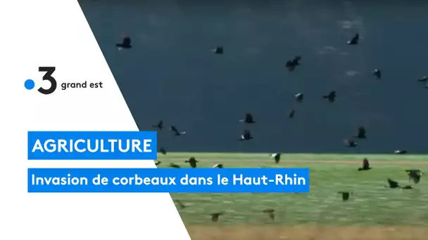 Agriculture : invasion de corbeaux dans le Haut-Rhin