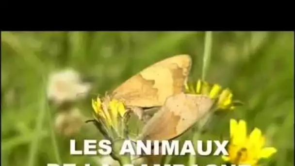 Les animaux de la campagne - Documentaire animalier