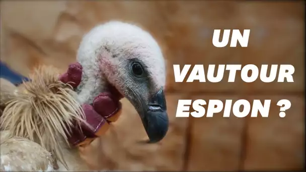 Un vautour soupçonné d'espionnage au Yémen