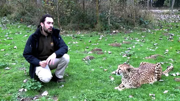 Les parcs zoologiques au secours de la diversité génétique des espèces menacées