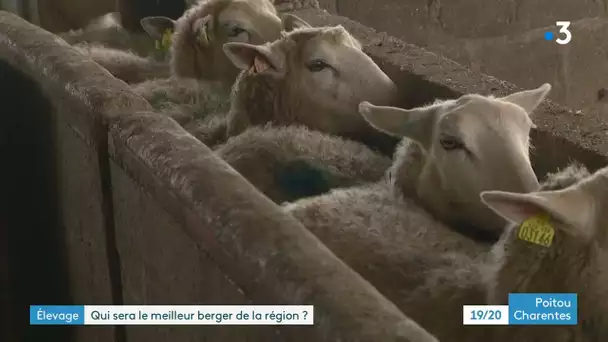 Des lycéens de Montmorillon concourent pour être élu meilleur jeune berger
