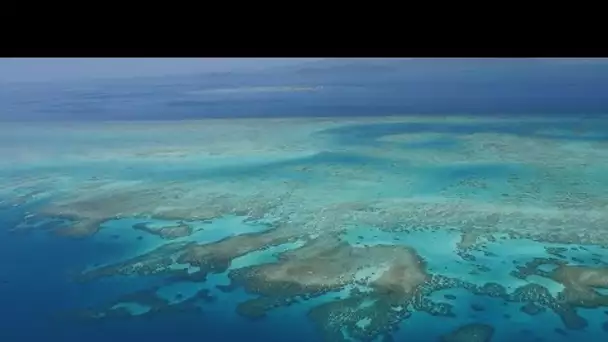 Réchauffement climatique : la Grande Barrière de corail meurt à petit feu