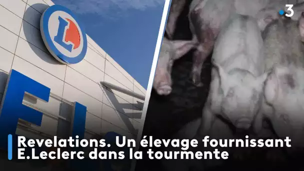 Révélations. Un élevage fournissant E.Leclerc dans la tourmente