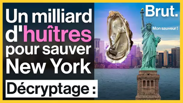 New York : ils sauvent le littoral… avec un milliard d'huîtres