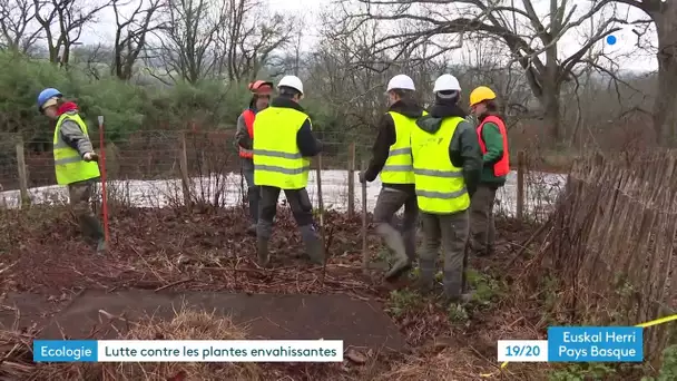 Pays basque : un chantier écologique pour lutter contre les plantes envahissantes