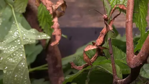 Ces animaux champions du camouflage