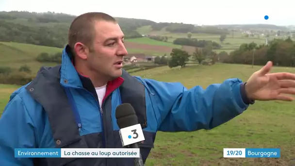 Saône-et-Loire : le loup du charolais va pouvoir être chassé