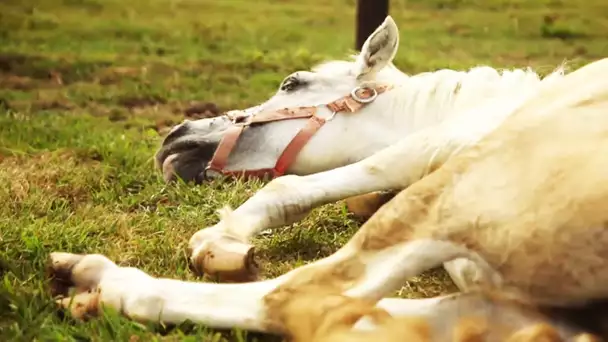 Ils recueillent les chevaux maltraités - ZAPPING SAUVAGE