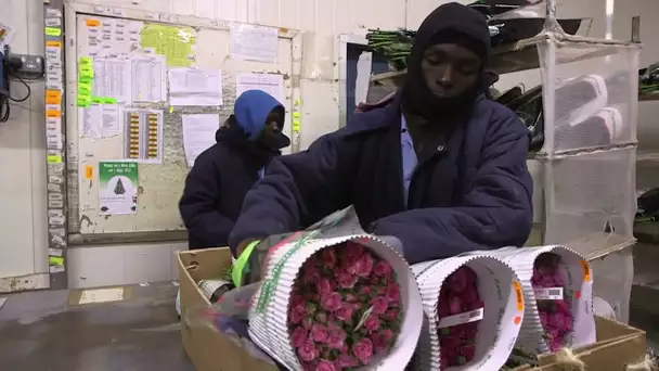 D'où viennent les roses pas chères de la St Valentin ?
