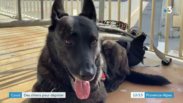 Inslag, le chien renifleur anti-Covid des Marins-Pompiers de Marseille