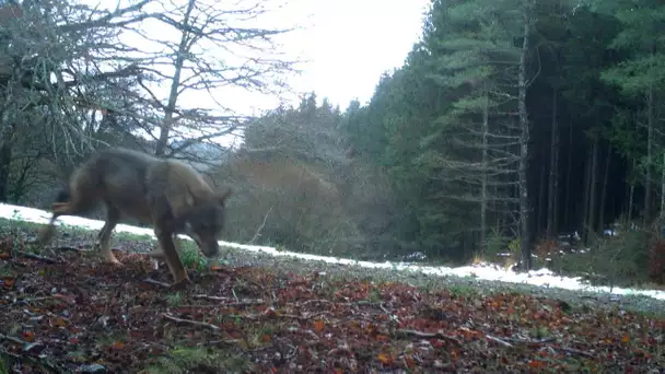 Sur la trace des loups du Tarn