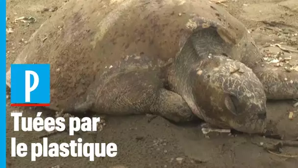 Marée géante de plastiques et cadavres de tortues au Bangladesh