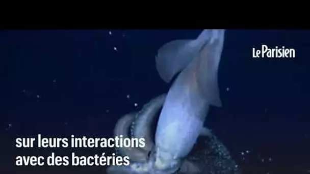 Envoyés par SpaceX, des calamars ont rejoint la Station spatiale internationale
