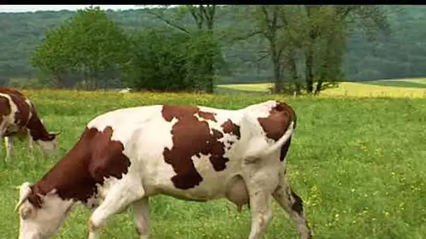 Les fermes d'autrefois - la vache