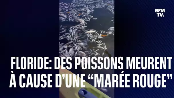 Des milliers de poissons meurent en Floride à cause d’une “marée rouge”