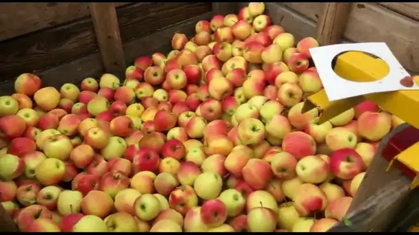 « Tous les chemins mènent à vous » : Pommes du Limousin à Saint-Yrieix-la-Perche en Haute-Vienne