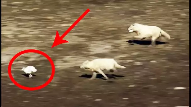 EPIC HARE VS ARCTIC WOLVES