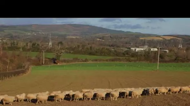 Brexit : le monde agricole s&#039;inquiète d’une nouvelle frontière nord-irlandaise
