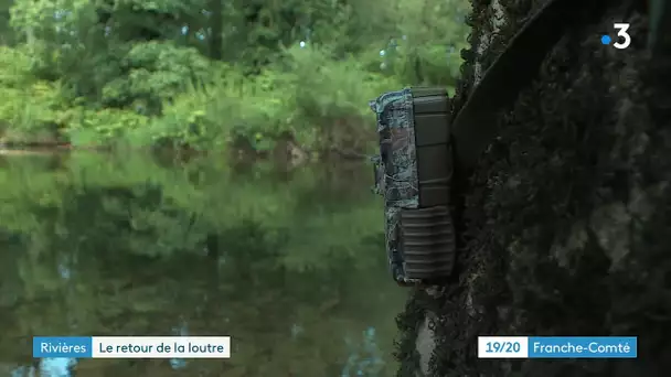 Le retour de la loutre au bord des rivières de Franche-Comté