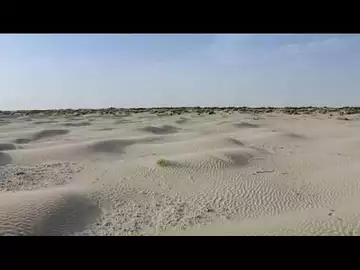 Espagne : la réserve naturelle de Doñana en Andalousie s'assèche dangereusement