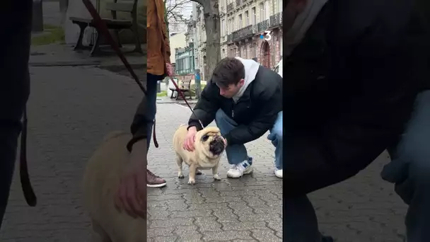 À Strasbourg, les chiens aussi prennent le tram 🐶 #tram #chien #animaux #Strasbourg #transports