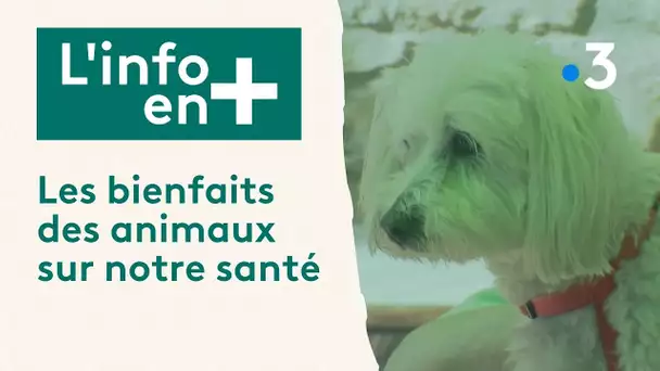 L'info en plus : Quels sont les bienfaits des animaux sur notre santé ?