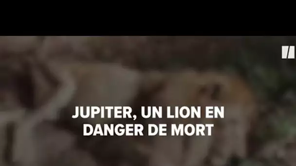 Jupiter, “le lion câlin” en danger de mort va pouvoir retrouver sa maîtresse