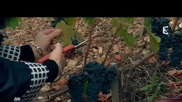 Vendanges à Seyssuel...