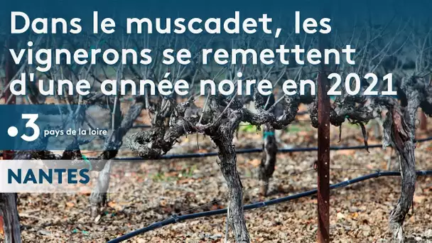 Nantes : dans le muscadet, les vignerons se remettent d’une année noire en 2021