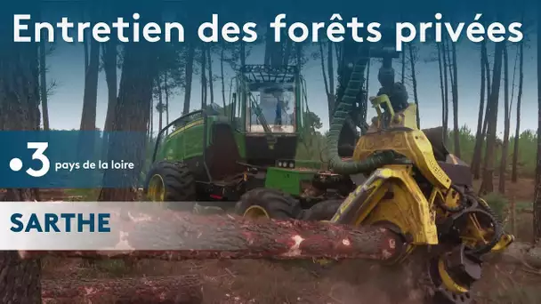 Sarthe : des actions d'abattage et de débardage pour les petits propriétaires forestiers