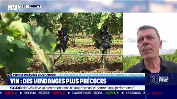 Pierre-Antoine Giovannoni (Vignerons Indépendants): Des vendanges plus précoces