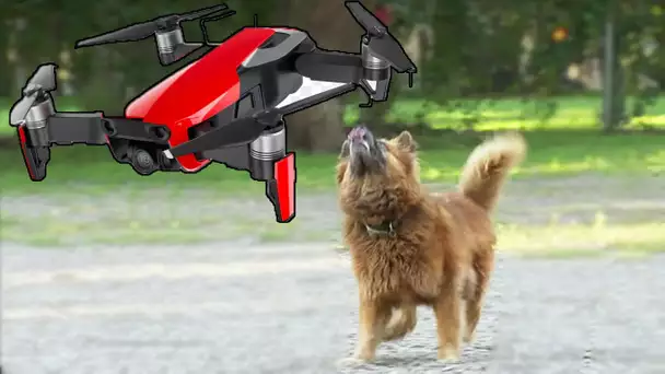 Un drone contre un chien Chien| Juste pour rire Gags
