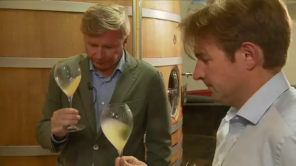 Champagne : Bilan Vendanges 2019