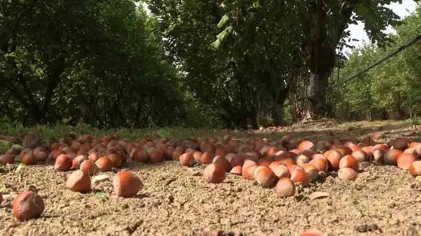 Agriculture : mauvaises récoltes de noisettes en Lot-et-Garonne