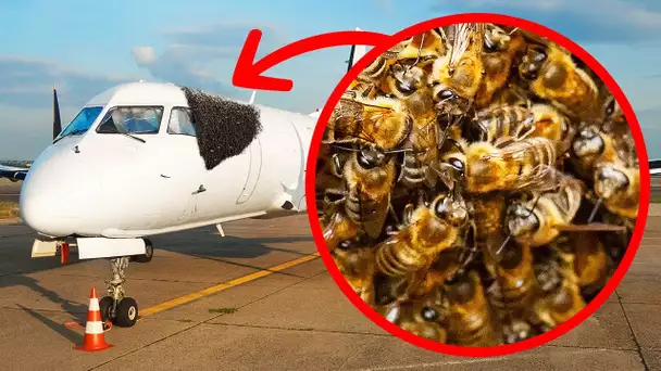 Les abeilles envahissent les aéroports mais une solution originale a été trouvée