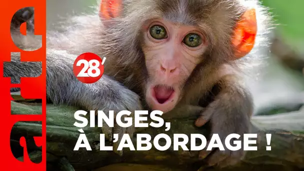 Intéressant : Comment les singes sont-ils arrivés en Amérique ? - 28 minutes - ARTE