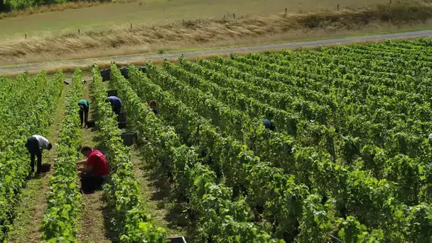 Vendanges 2020 au lycée agricole et viticole de Crézancy (Aisne)