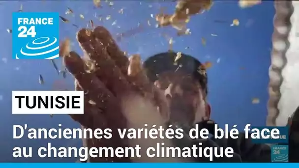 Tunisie : un agriculteur expérimente d'anciennes variétés de blé face au changement climatique