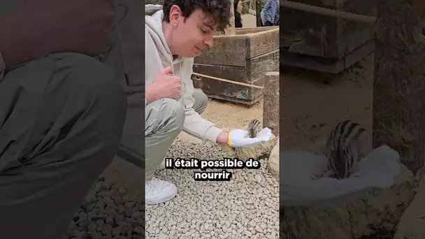 Nourrir les écureuils au Japon 🐿️