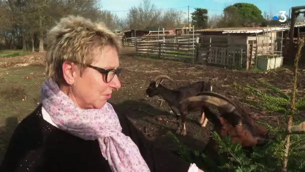 Hérault : Les chèvres de Régine à Mireval ou le recyclage bio des sapins de Noël après les fêtes
