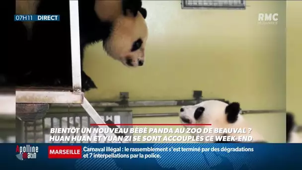 Bébé ou pas: la famille des pandas de Beauval va-t-elle s'agrandir?