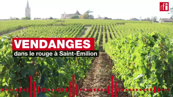 Vendanges dans le rouge à Saint-Emilion (France)