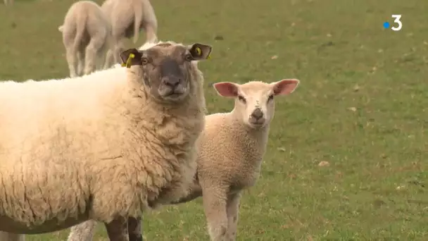 Coronavirus Aude : les éleveurs d'agneaux de la Montagne noire inquiets pour les ventes de Pâques