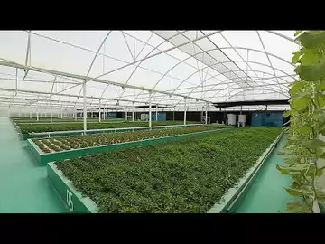 De l'aquaponie à la récolte du miel : l'innovation agricole au Qatar
